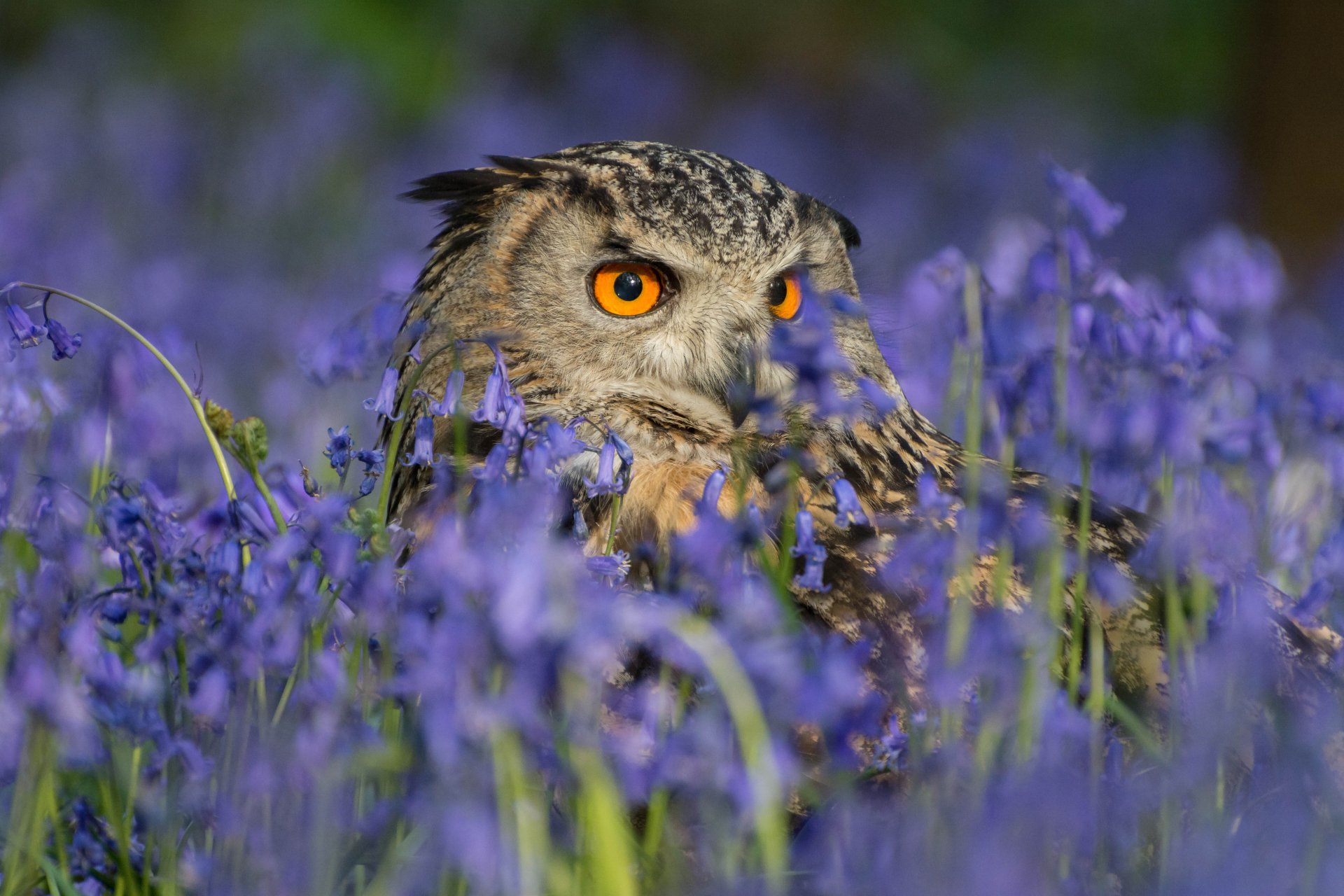 Download Nature Flower Bird Animal Owl 4k Ultra HD Wallpaper