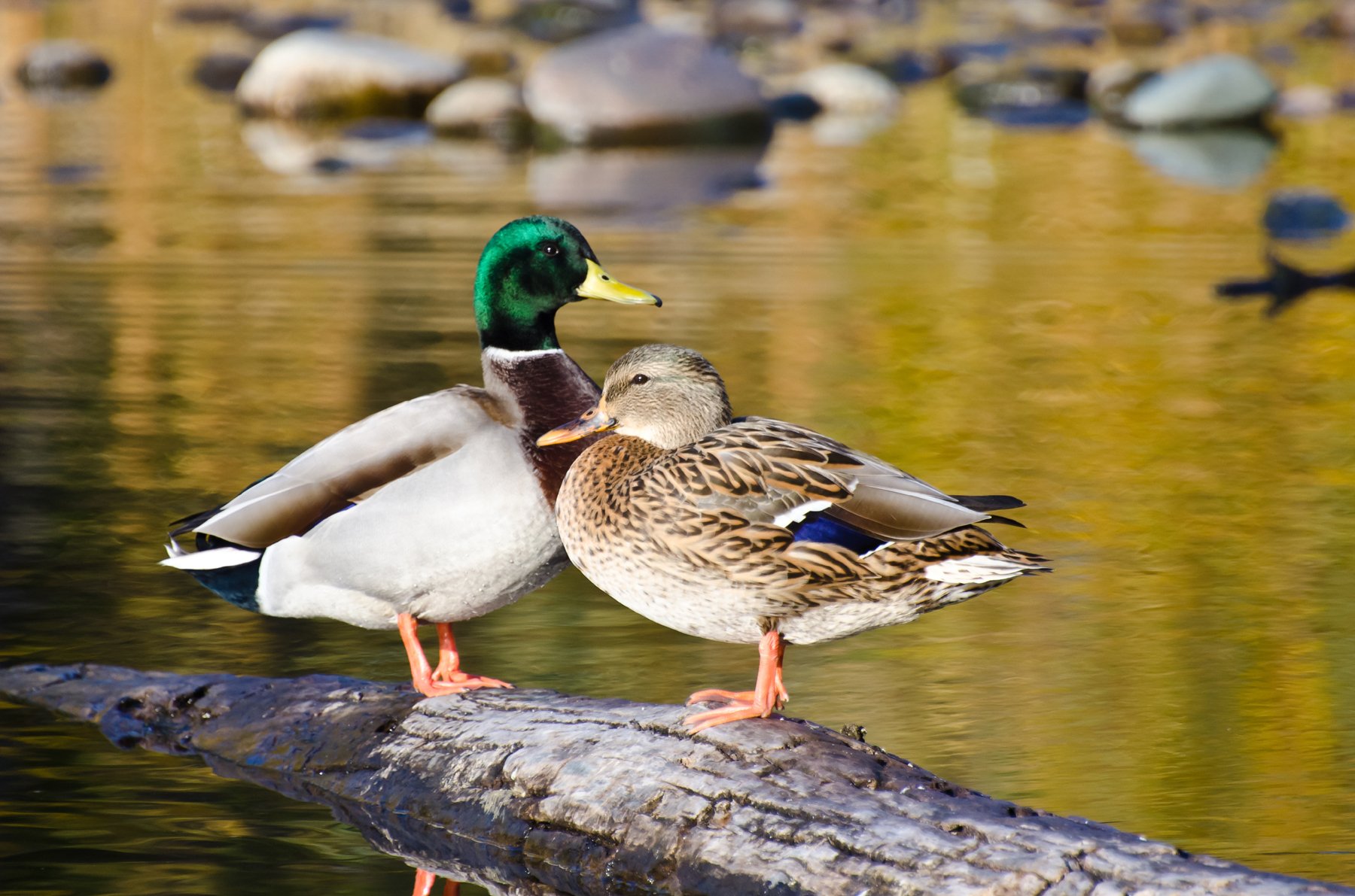 Male and Female Mallard