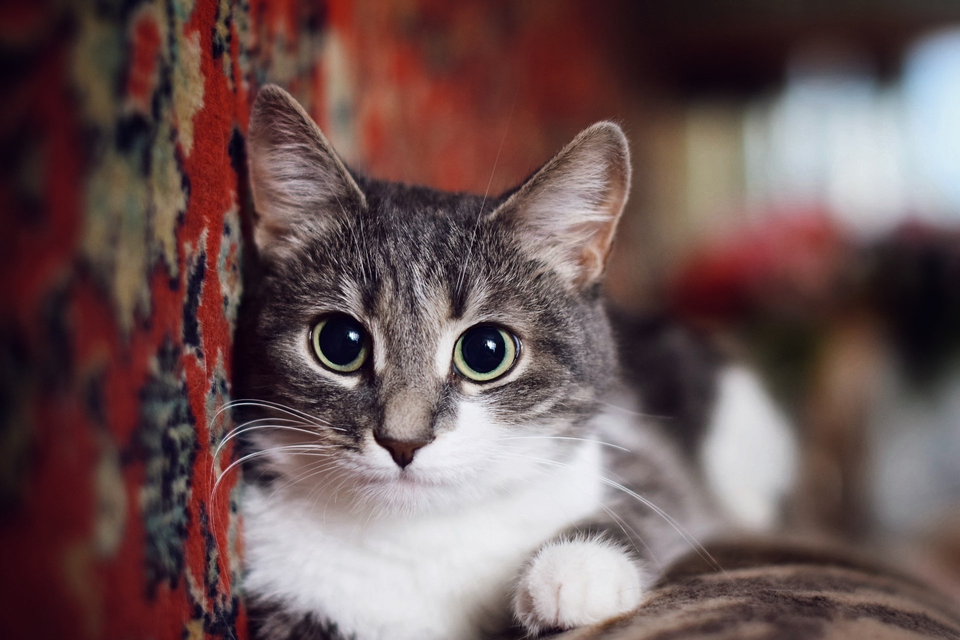 Download Animal Cat 4k Ultra HD Wallpaper by vinilgod