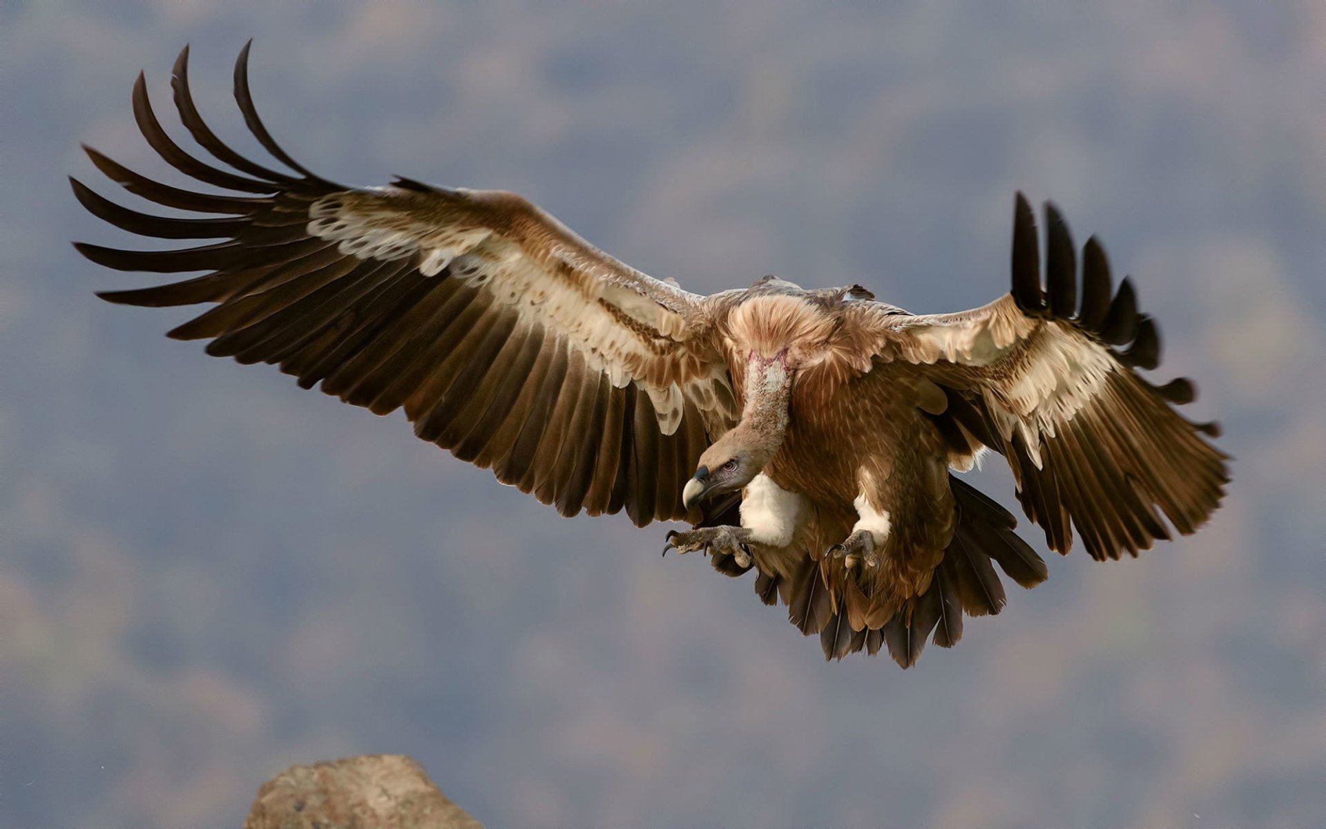 HD desktop wallpaper showing a griffon vulture in full flight with wings spread wide against a blurred natural background.
