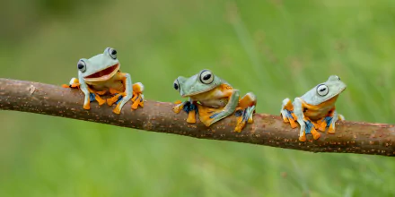 HD desktop wallpaper featuring three colorful frogs perched on a branch against a blurred green background.