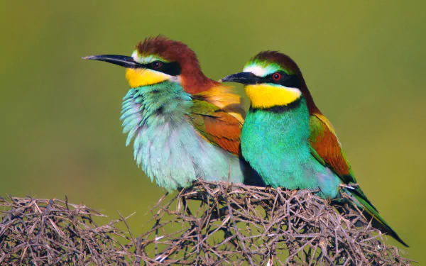 Pair of colorful European bee-eaters perched on twigs, vibrant teal, yellow and chestnut plumage, 2K Quad HD PC desktop wallpaper background.