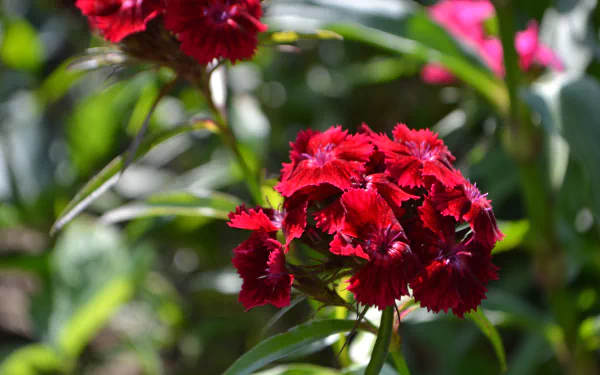red flower flower nature carnation HD Desktop Wallpaper | Background Image
