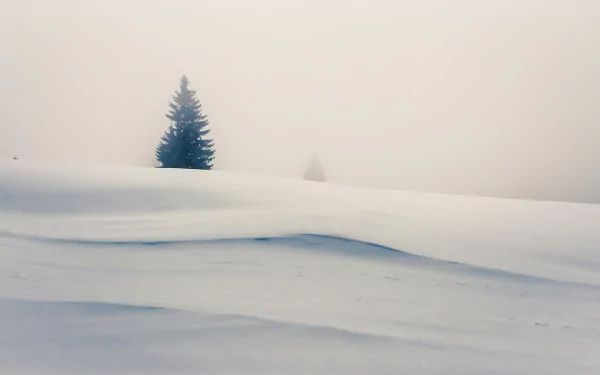 HD desktop wallpaper of a snow-covered winter landscape featuring a solitary pine tree emerging through thick fog in a serene natural setting.
