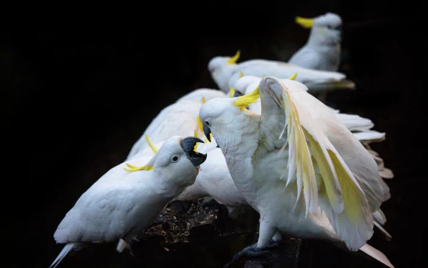 cockatoo bird Animal Sulphur-crested cockatoo HD Desktop Wallpaper | Background Image