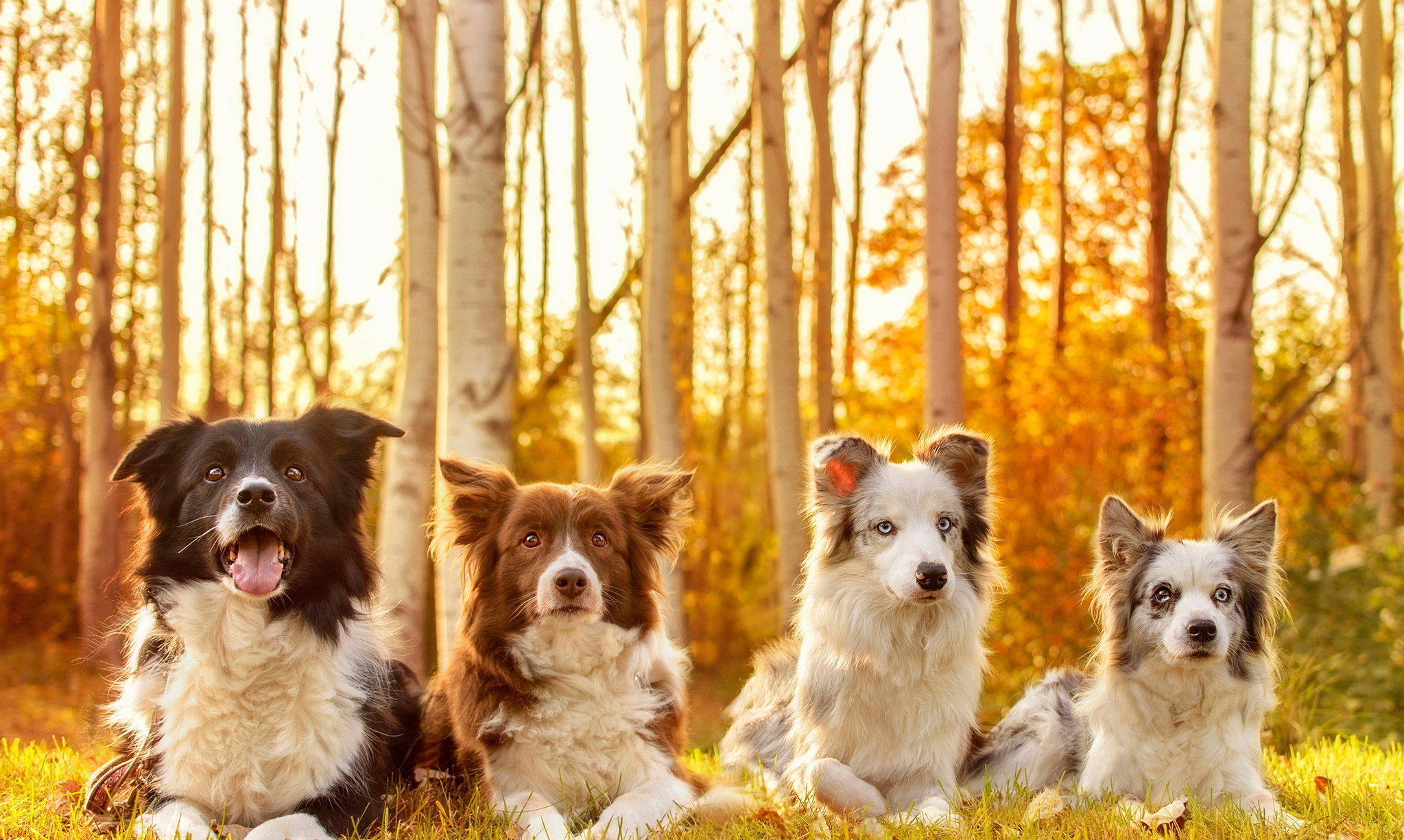 Animal Dog HD Wallpaper | Background Image