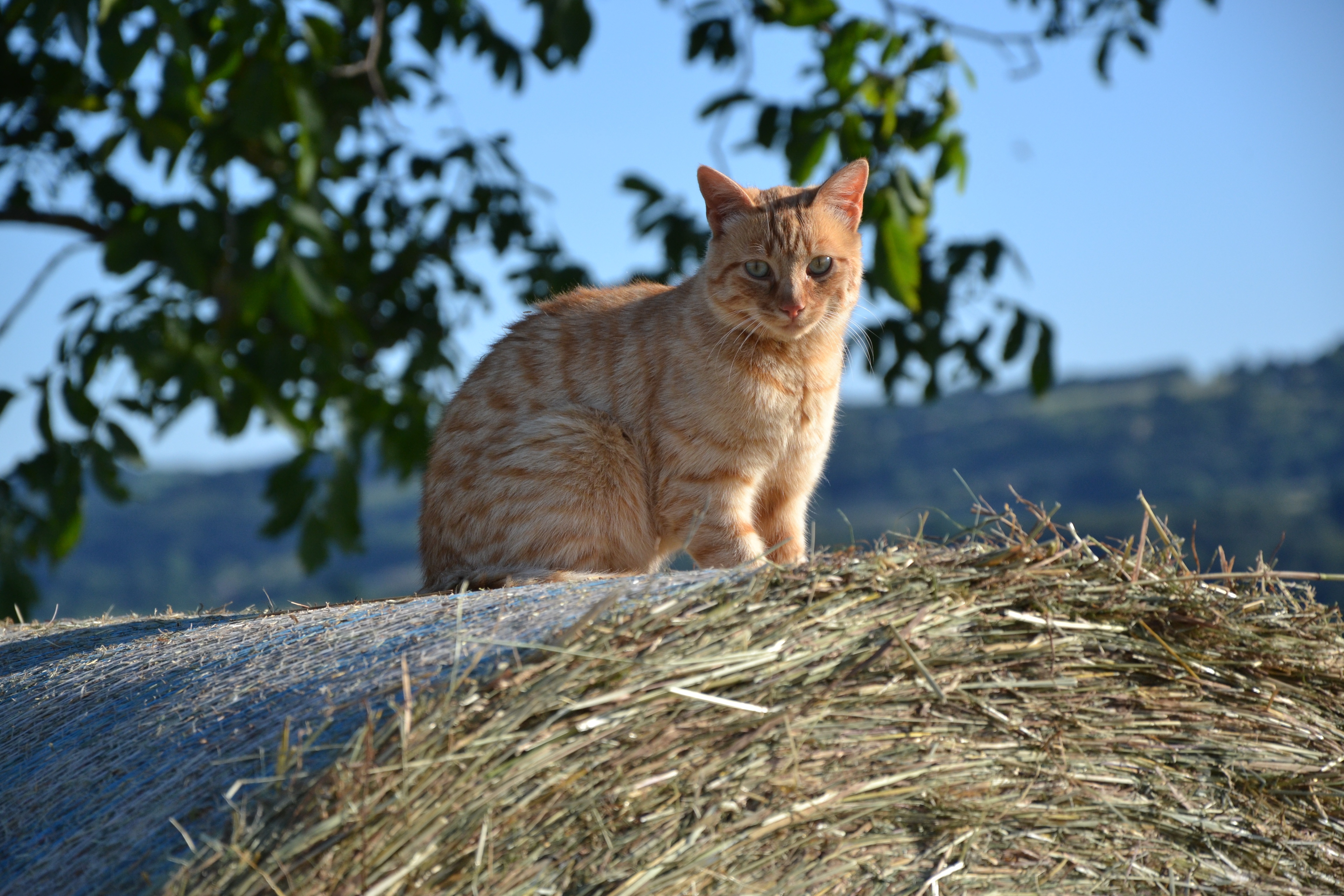 A ginger cat sitting on a bale of hay by glucosala