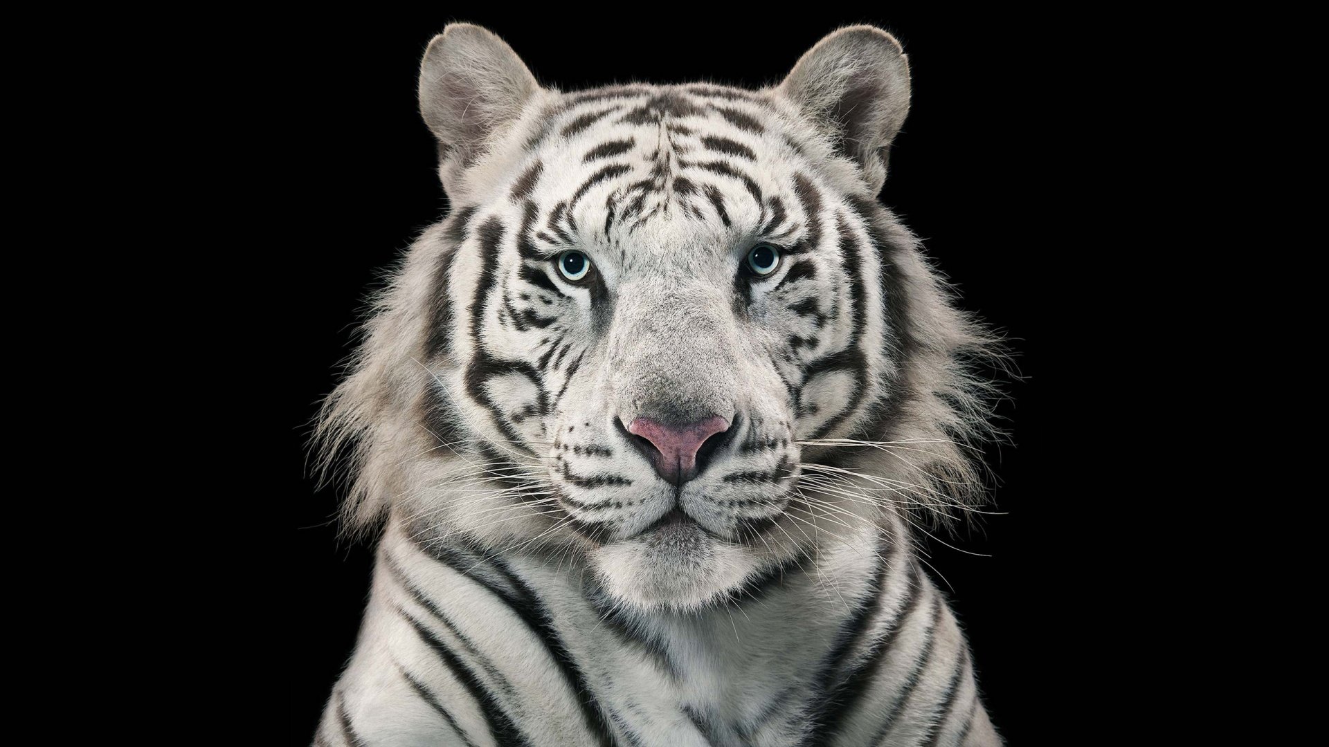 cool white tiger pics