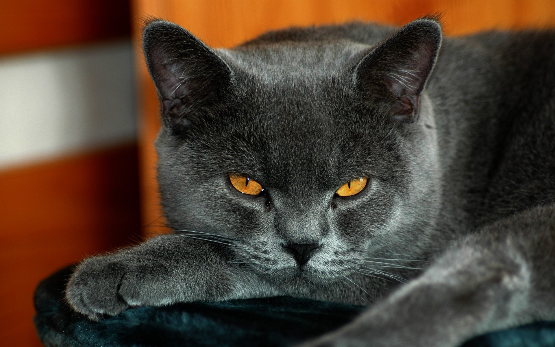 A close-up of a gray cat with striking orange eyes, resting comfortably, set against a warm background. This HD image makes a captivating desktop wallpaper and background.