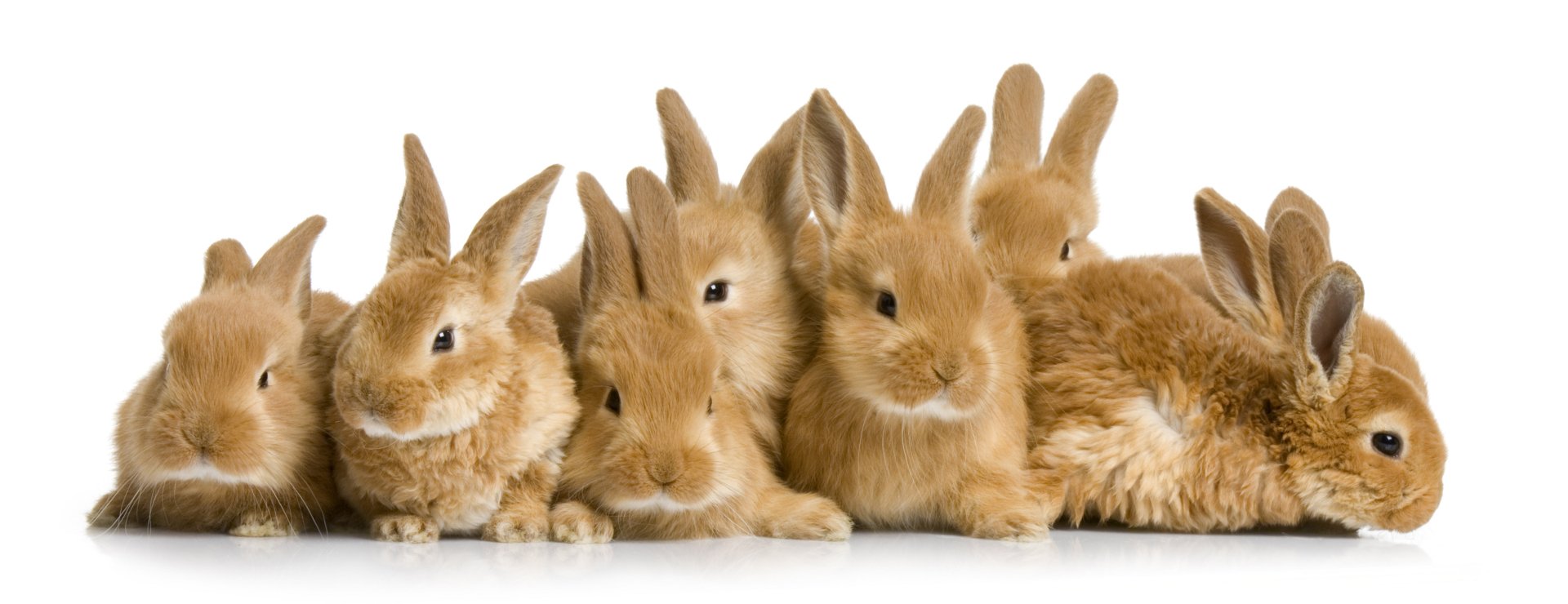 A charming group of fluffy rabbits, showcasing their adorable features, makes for a delightful 4K Ultra HD desktop wallpaper and background.