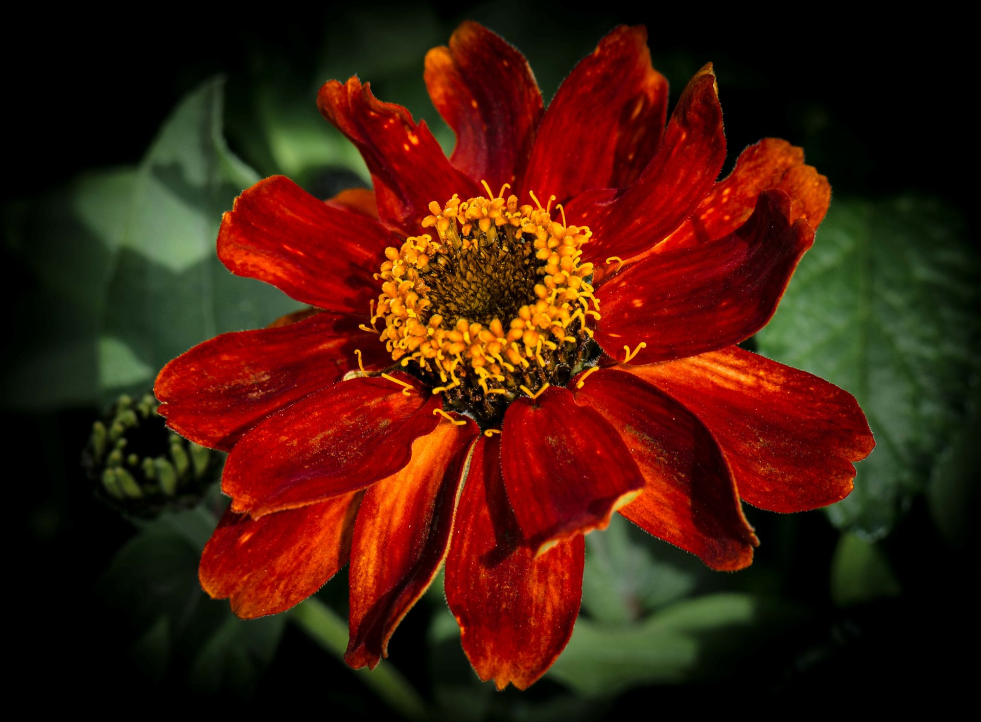 Download Close-up Nature Red Flower Flower 4k Ultra HD Wallpaper
