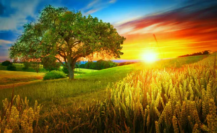 HD desktop wallpaper of a vibrant summer sunset over a wheat field with a large tree under a colorful sky in a peaceful natural landscape.