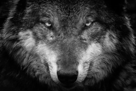Black and white HD desktop wallpaper featuring a wolf staring intensely, capturing the raw beauty and power of the animal.