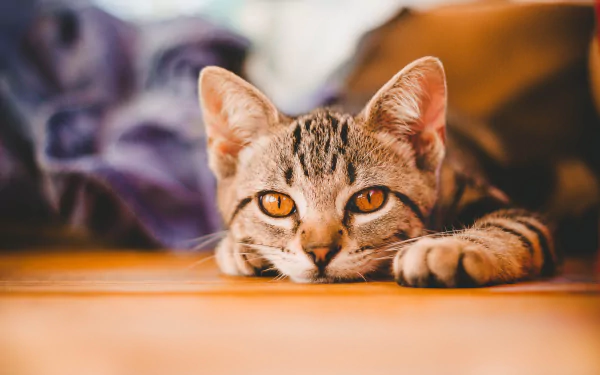 Close-up of a cute cat lying down with bright amber eyes in an HD desktop wallpaper background.