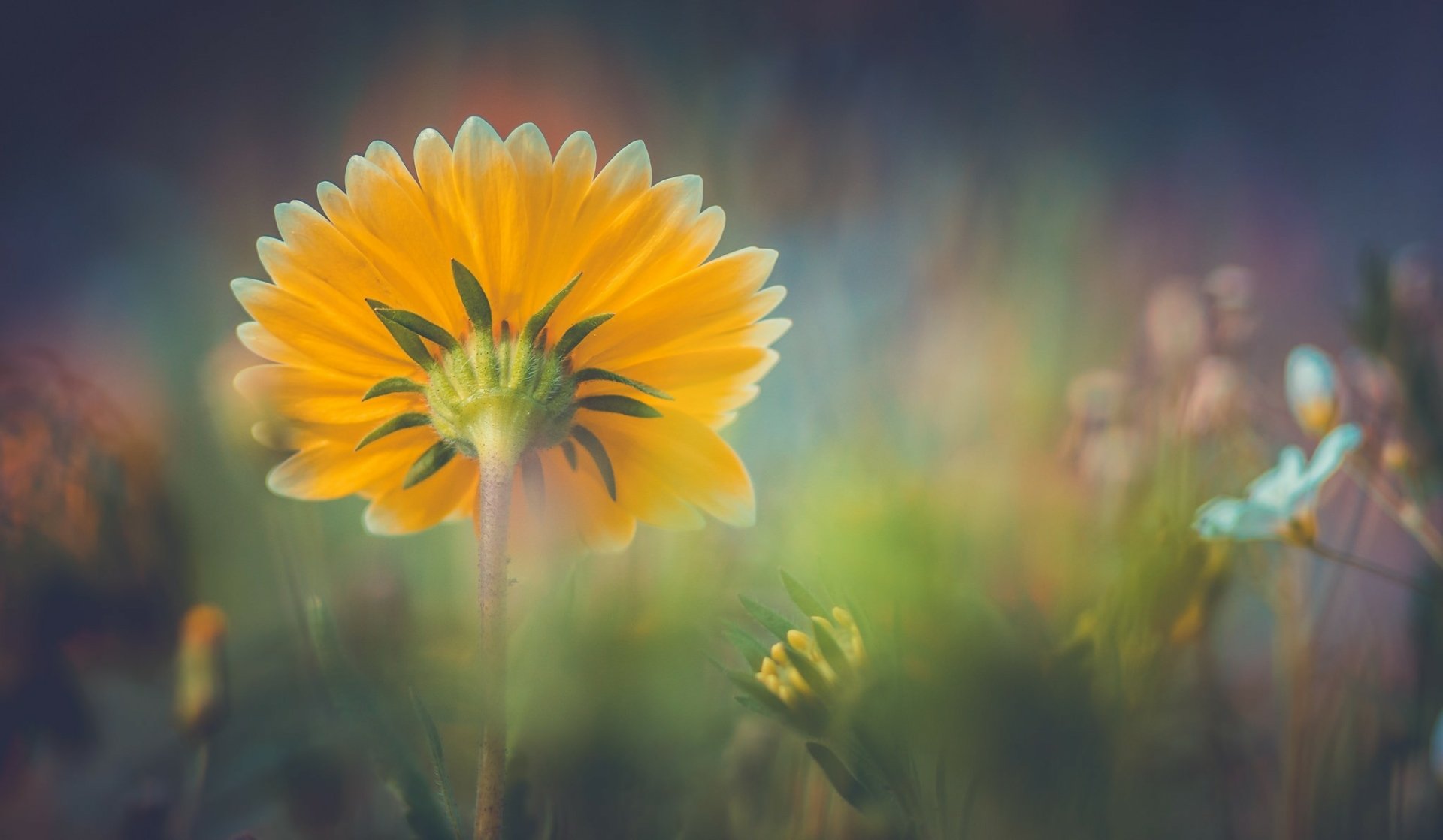 Download Yellow Flower Depth Of Field Nature Flower HD Wallpaper ...