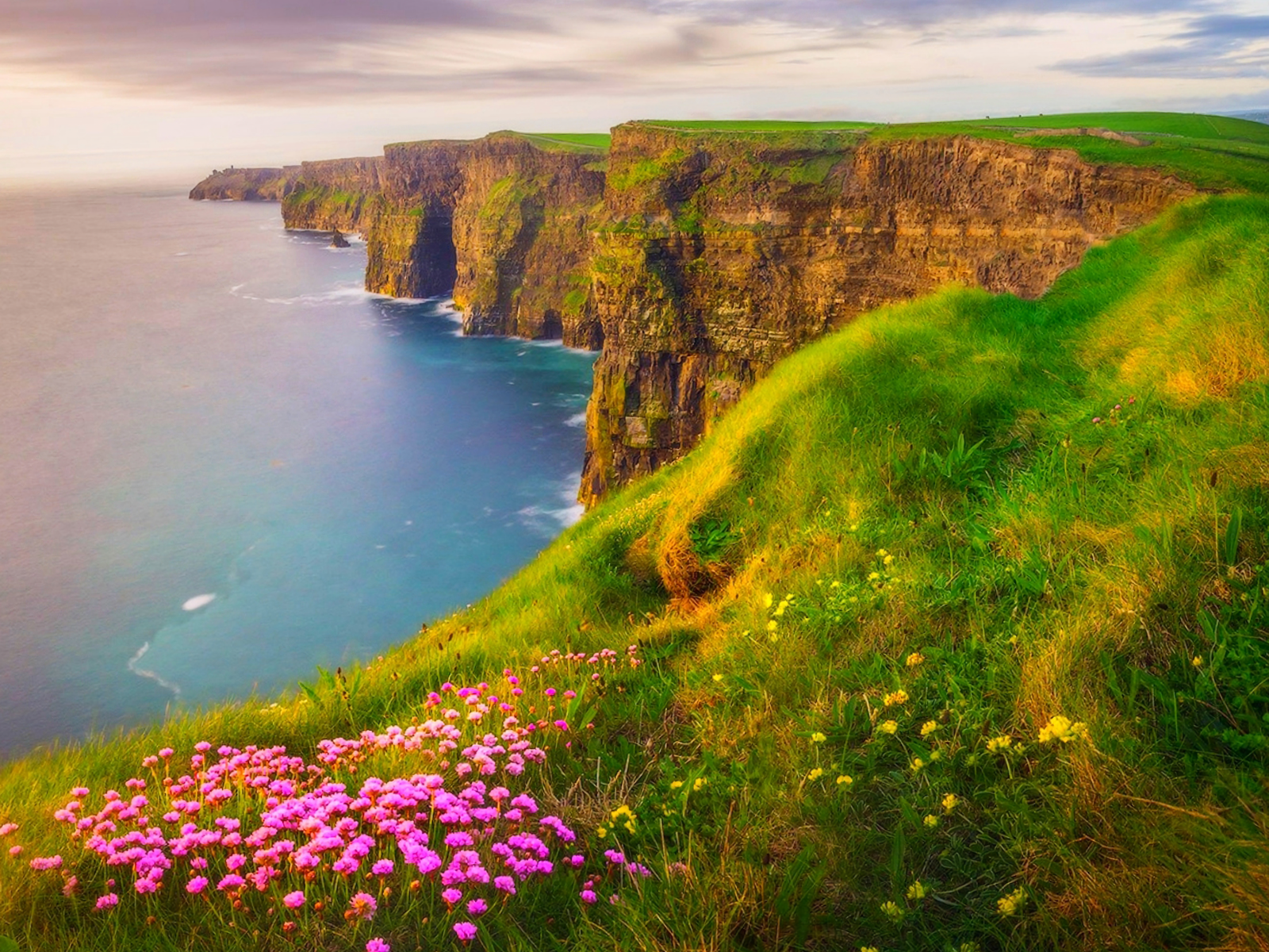 HD PC desktop wallpaper: dramatic grassy coastal cliffs dotted with pink flowers overlooking the ocean coastline at golden light.