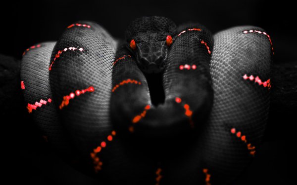 Animal Python Reptiles Snakes Boa HD Wallpaper | Background Image