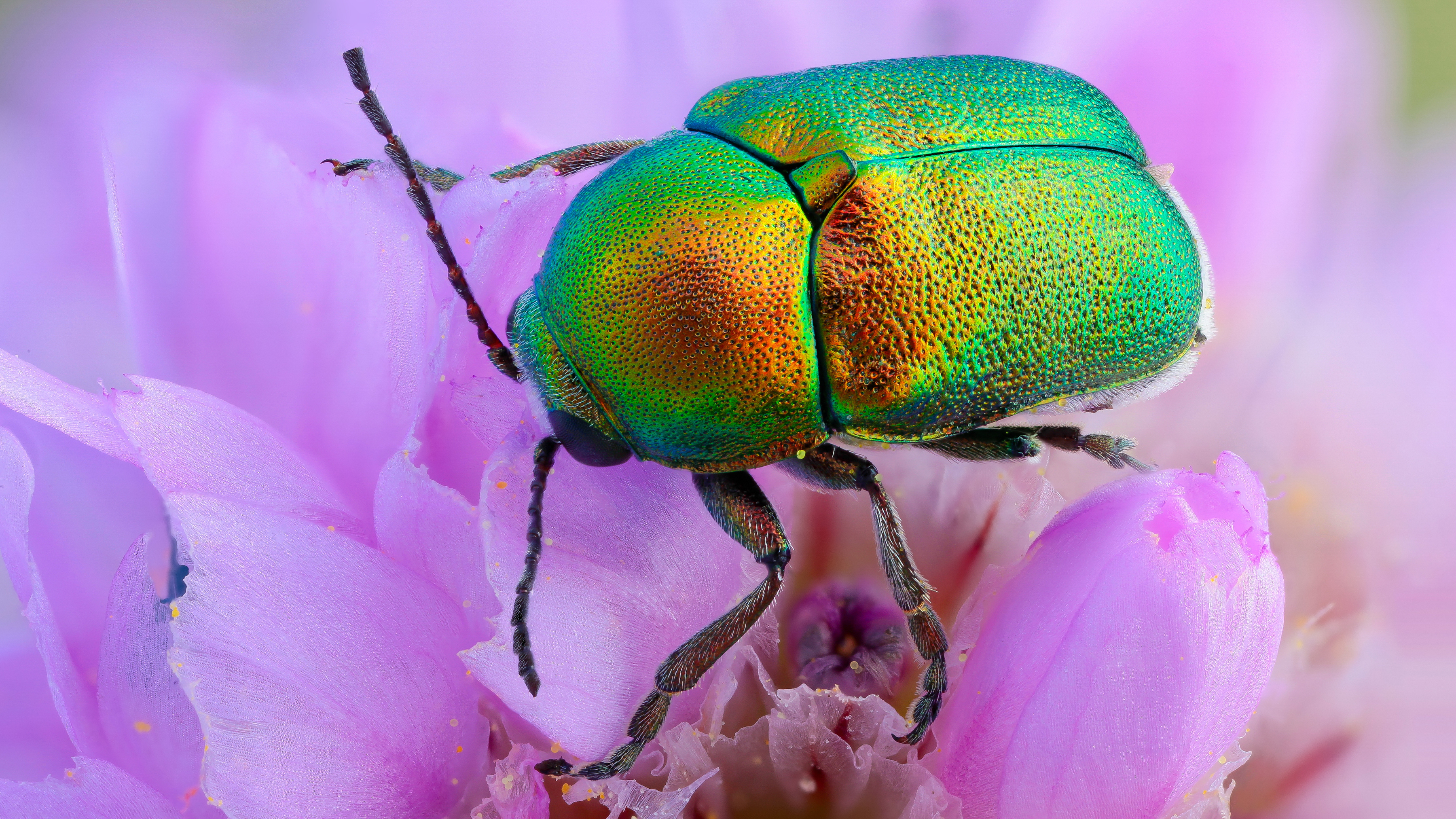 Animal Beetle HD Wallpaper | Background Image