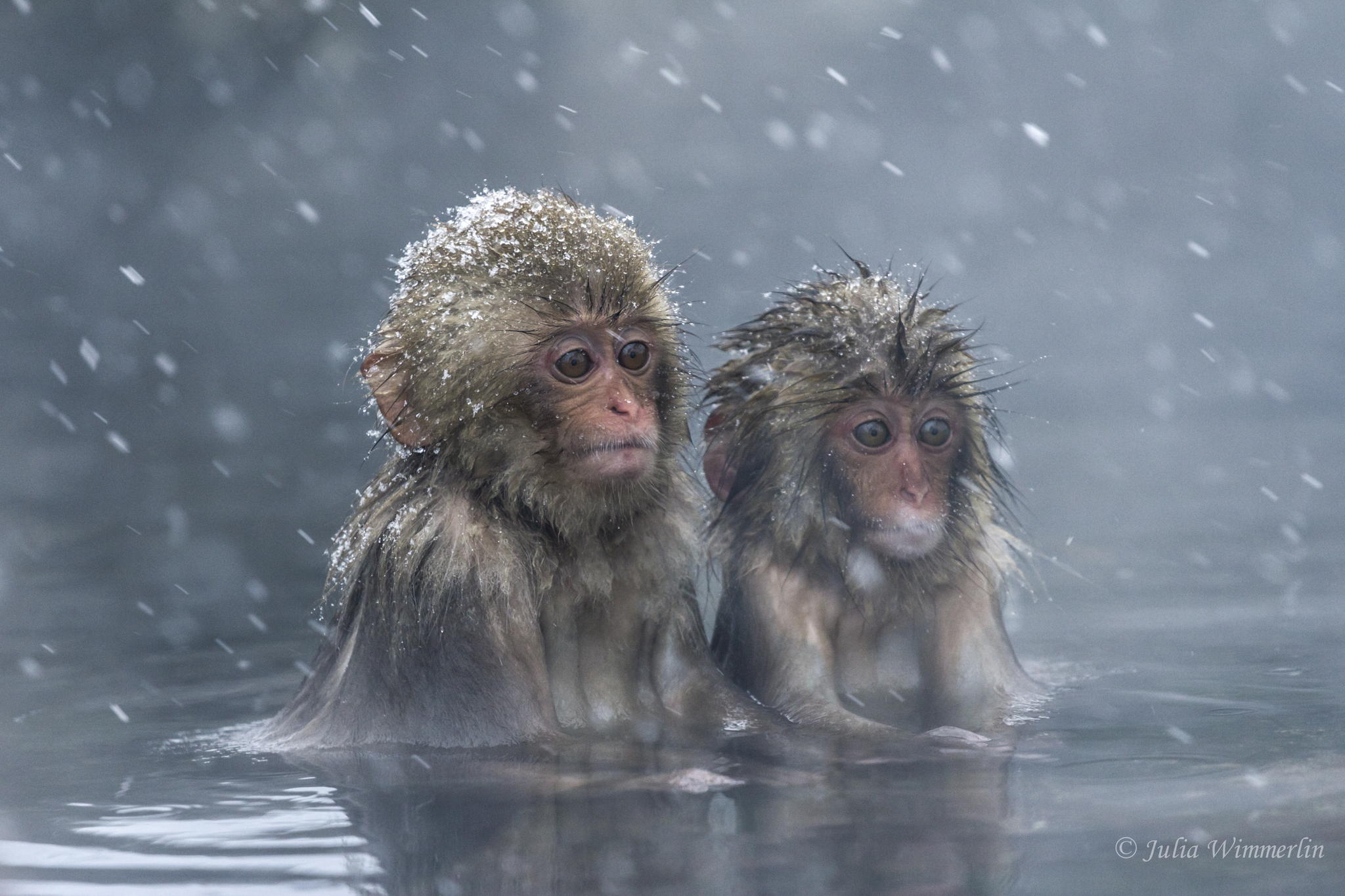 Snow Monkeys (Japanese Macaque) - Julia Wimmerlin by Julia Wimmerlin