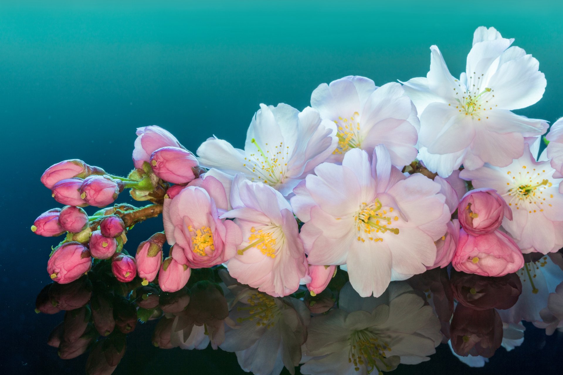 A stunning 4K Ultra HD image of white and pink blossoms, reflecting beautifully against a serene turquoise background, capturing the essence of nature.