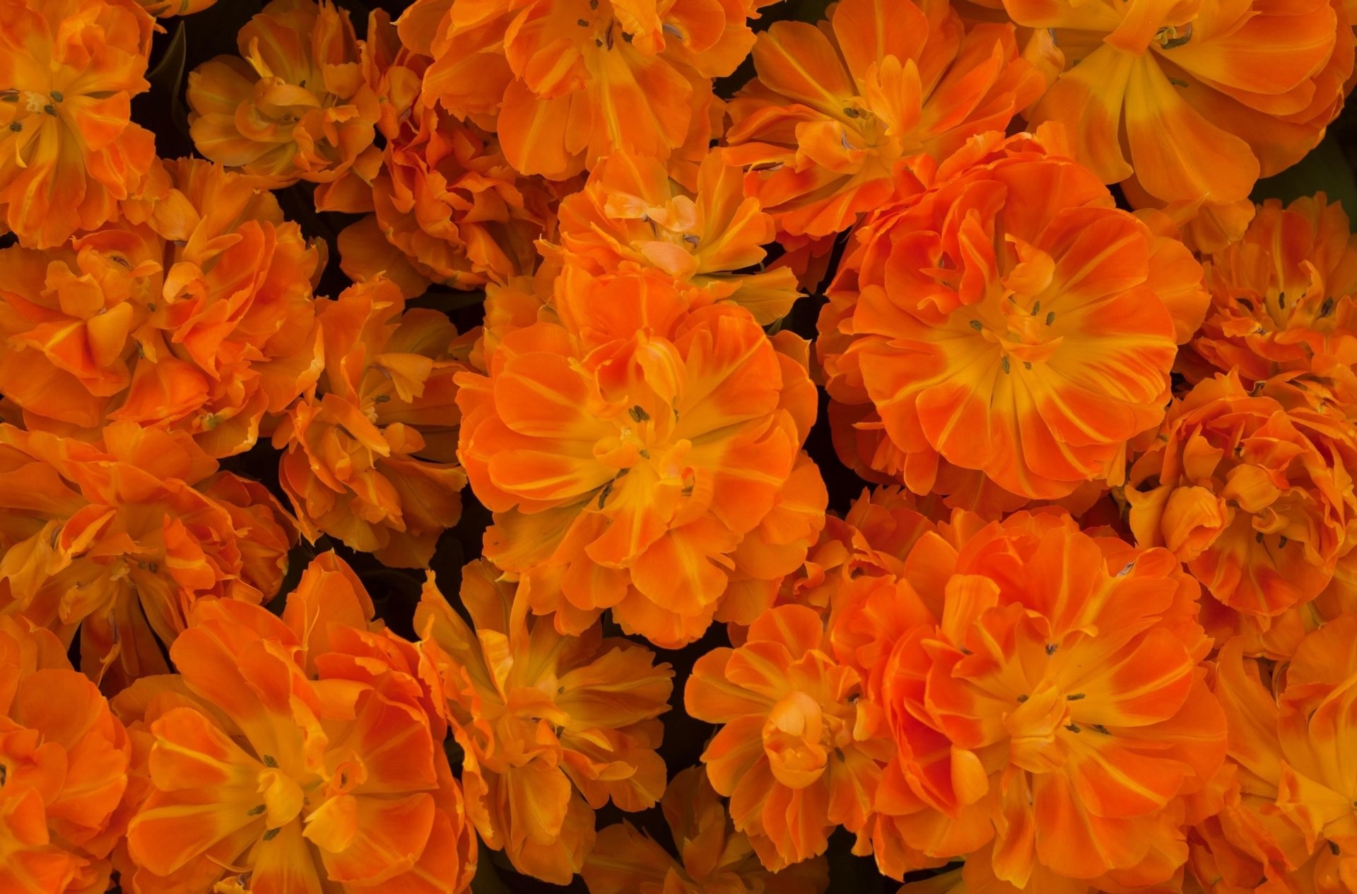 Download Orange Flower Flower Nature Blossom HD Wallpaper