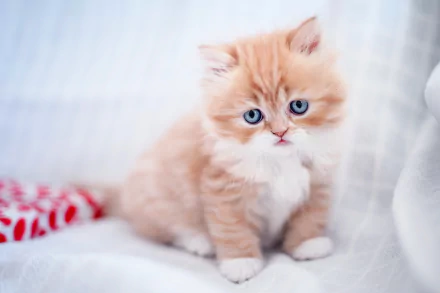 HD desktop wallpaper featuring an adorable baby kitten with blue eyes, showcasing the charm of a fluffy orange and white cat.