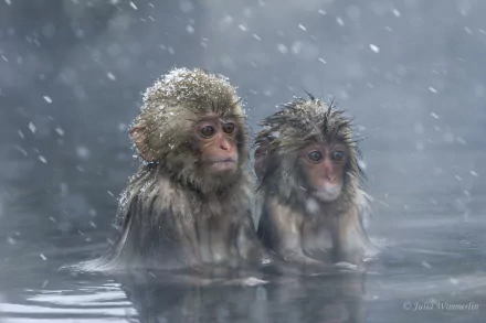 HD PC desktop wallpaper of two cute baby macaques (Japanese snow monkeys) soaking in water as snow falls around them.