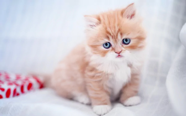 HD desktop wallpaper featuring an adorable baby kitten with blue eyes, showcasing the charm of a fluffy orange and white cat.
