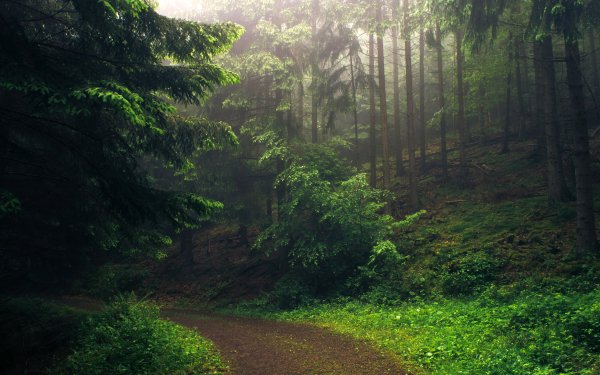 Man Made Road Dirt Road Forest Tree Green HD Wallpaper | Background Image