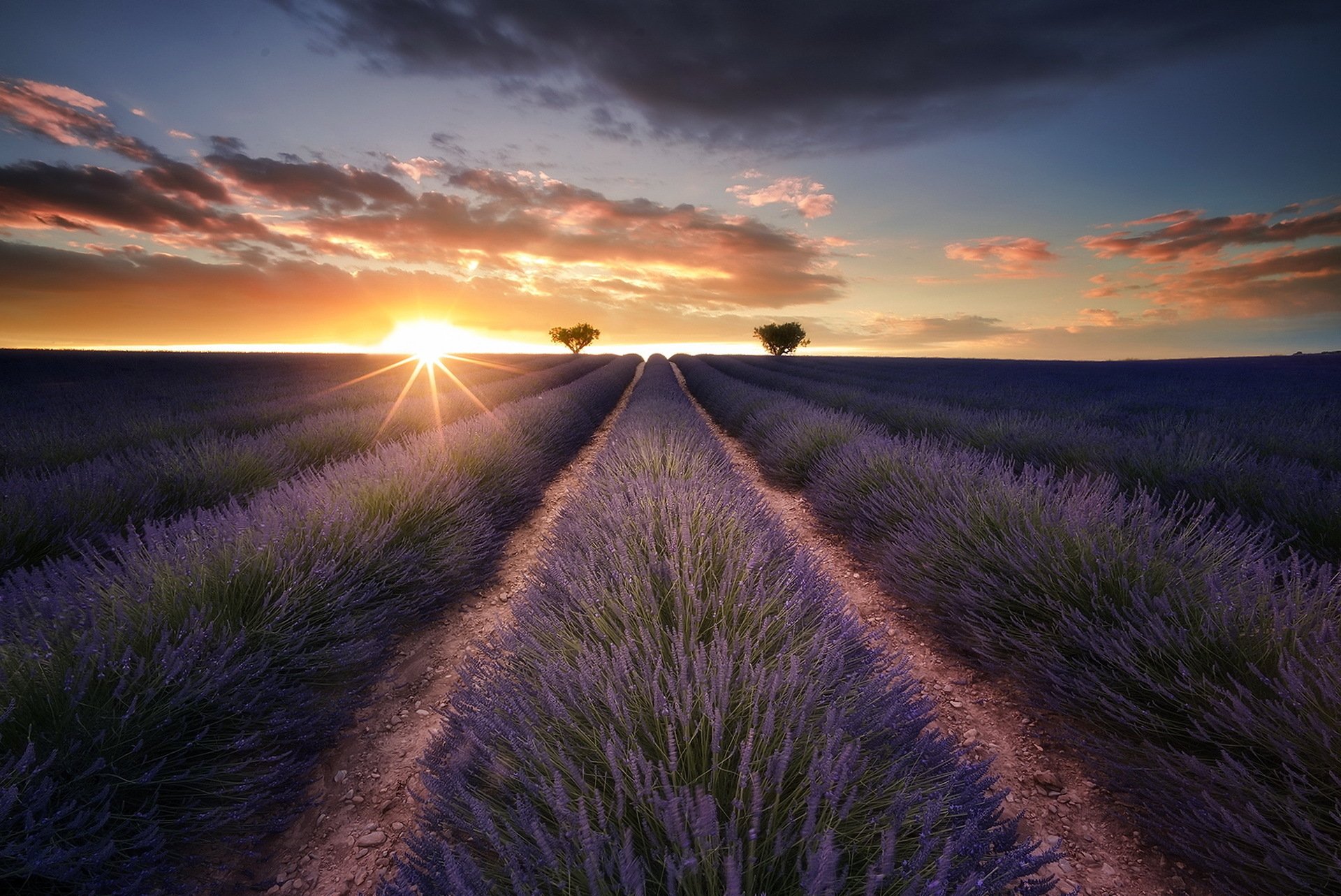 Download Landscape Purple Flower Field Sunbeam Sun Nature Lavender HD ...