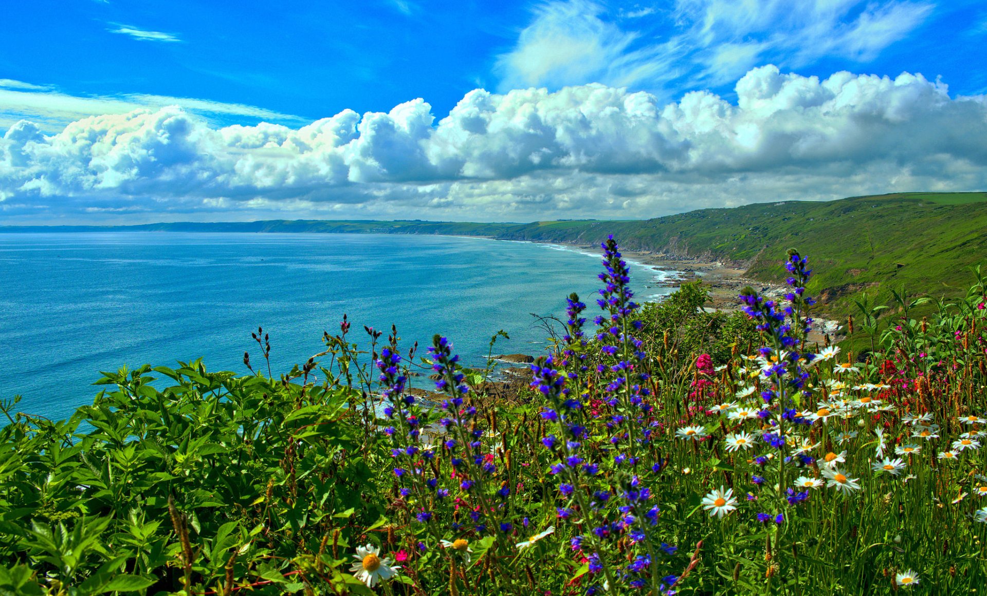Vibrant wildflowers bloom along the scenic Cornwall coastline, overlooking the blue sea and sky, capturing the natural beauty of England’s ocean coast in stunning HD.