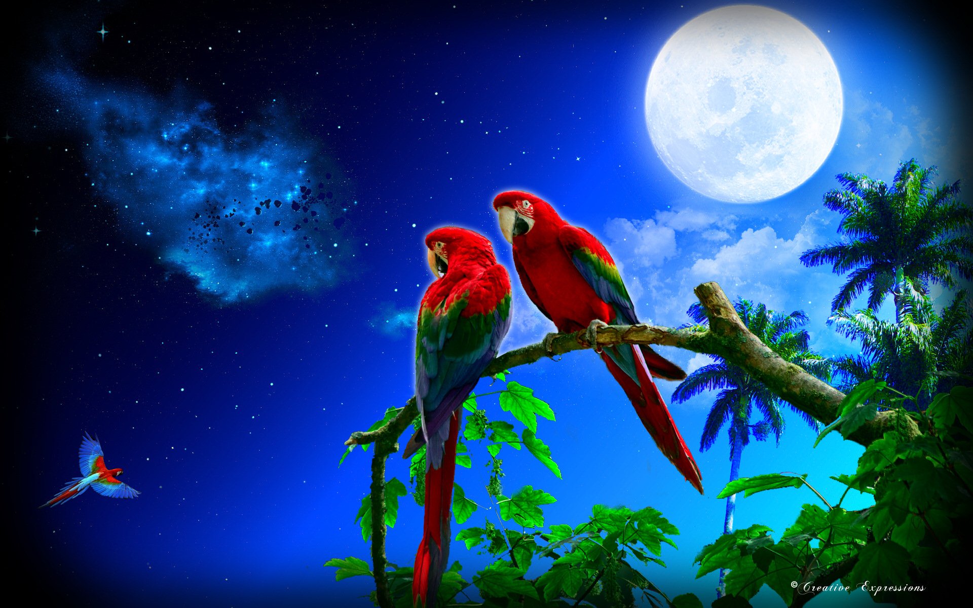 Tropical Moonlit Parrots Hd Wallpaper By Creative Expressions