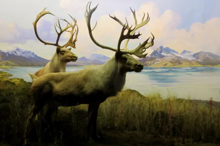  Boreal woodland caribou