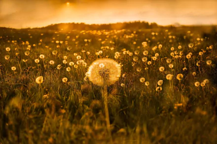 sunset field summer nature dandelion summer sunset HD Desktop Wallpaper | Background Image