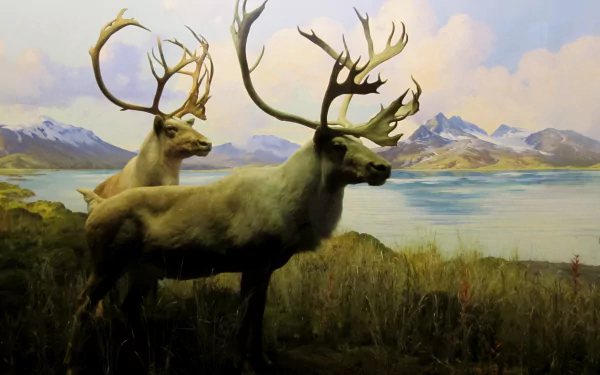  Boreal woodland caribou