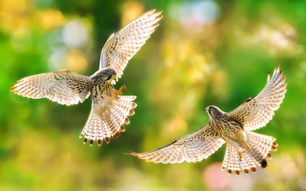 HD desktop wallpaper of two kestrels in flight with detailed feathers set against a soft bokeh background of green and yellow hues.