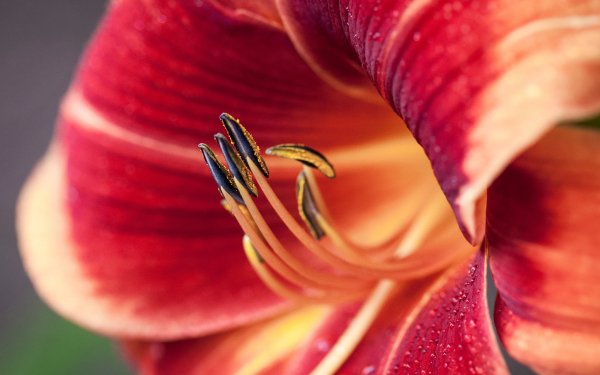 Earth Lily Flowers Macro Nature Flower HD Wallpaper | Background Image