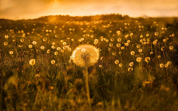 sunset field summer nature dandelion summer sunset HD Desktop Wallpaper | Background Image