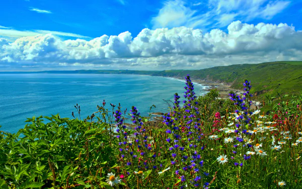Vibrant wildflowers bloom along the scenic Cornwall coastline, overlooking the blue sea and sky, capturing the natural beauty of England’s ocean coast in stunning HD.