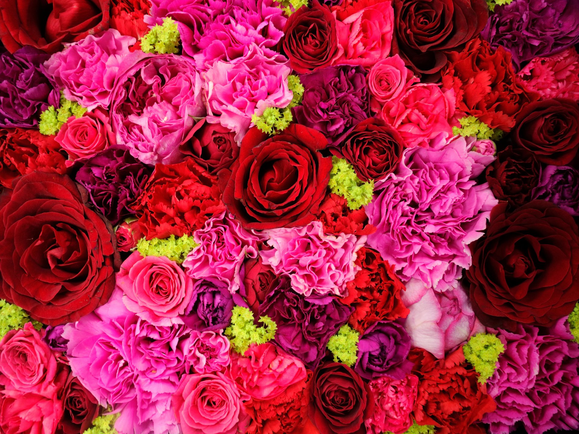 Download Carnation Rose Red Flower Pink Flower Nature Flower HD Wallpaper