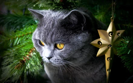 A serene gray cat sits among lush Christmas tree branches, gazing thoughtfully beside a golden star ornament, captured in this festive HD desktop wallpaper.
