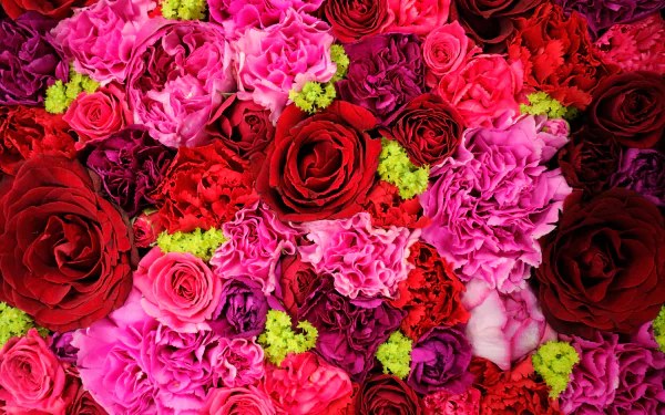 carnation rose red flower pink flower nature flower HD Desktop Wallpaper | Background Image