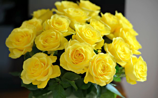 A vibrant bouquet of yellow roses, showcasing their rich color and natural beauty, makes a stunning HD desktop wallpaper and background, highlighting the charm of nature.