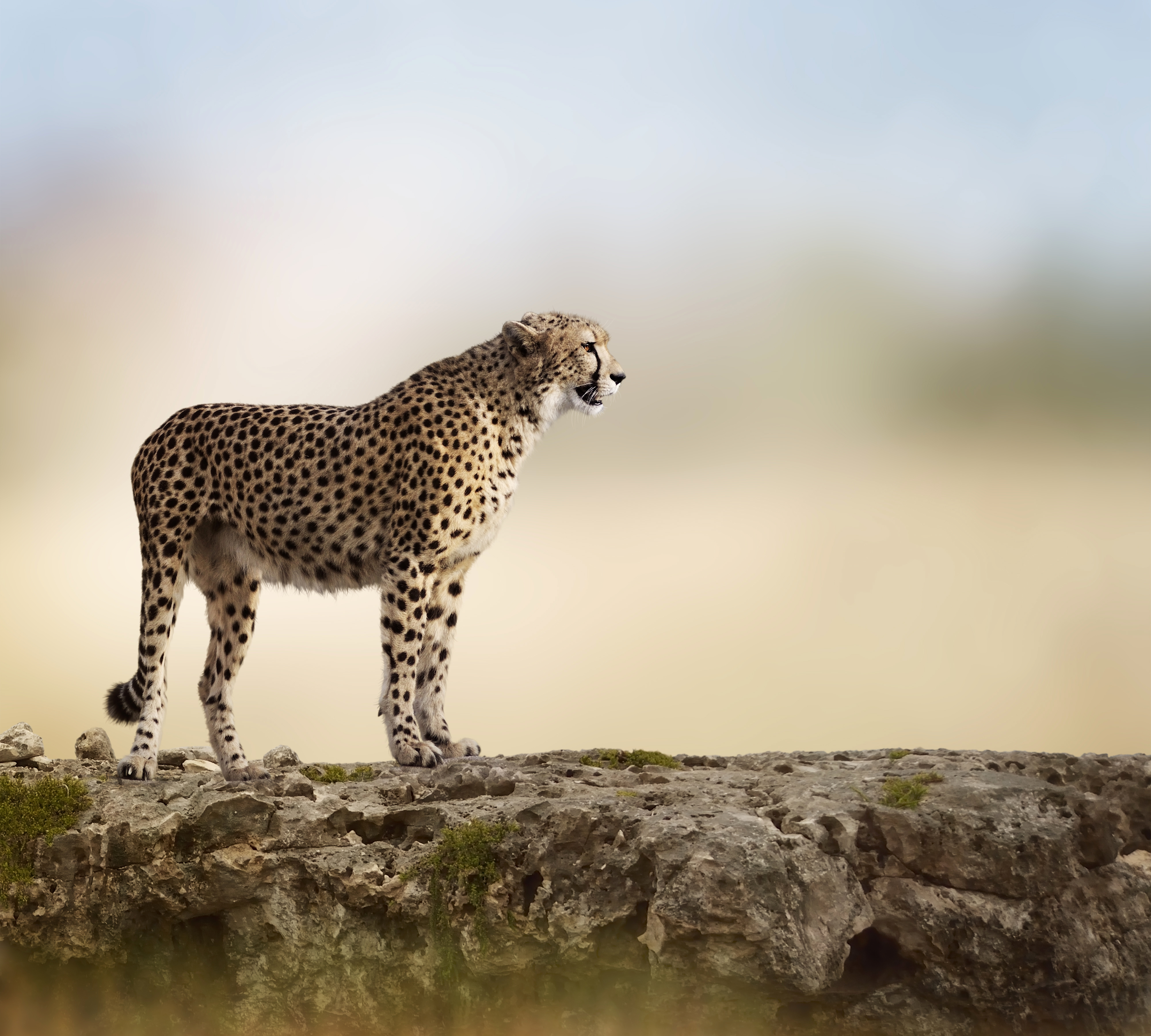 cheetah running wallpaper