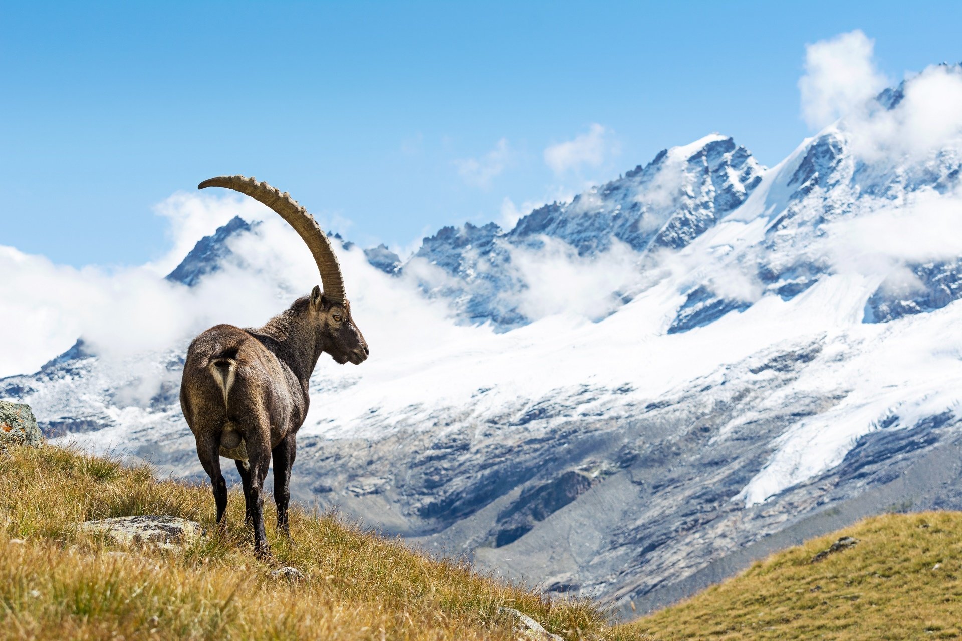 Alpine Ibex 高清壁纸 桌面背景 19x1280 Id Wallpaper Abyss