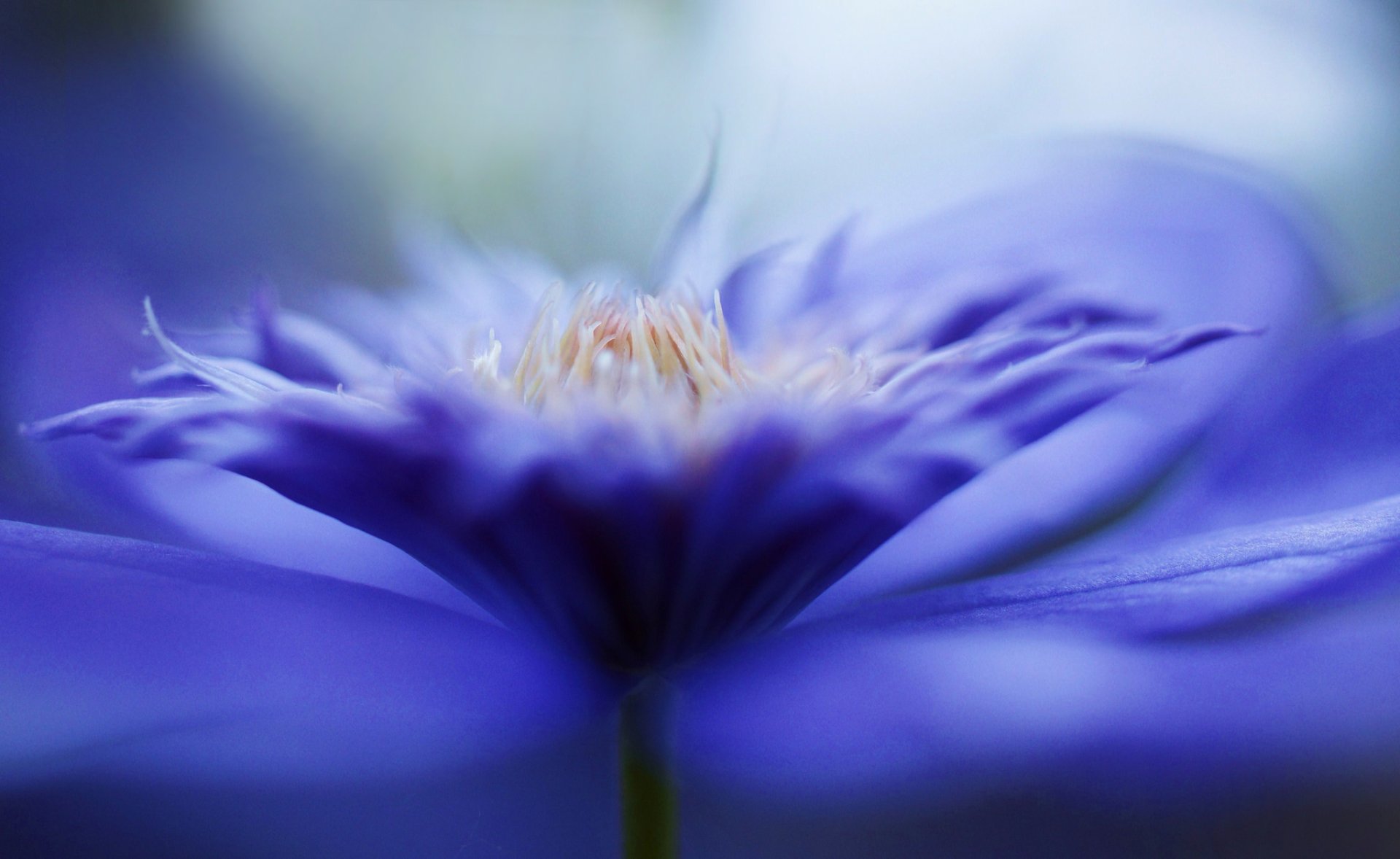 Download Macro Nature Flower Purple Flower Clematis HD Wallpaper by