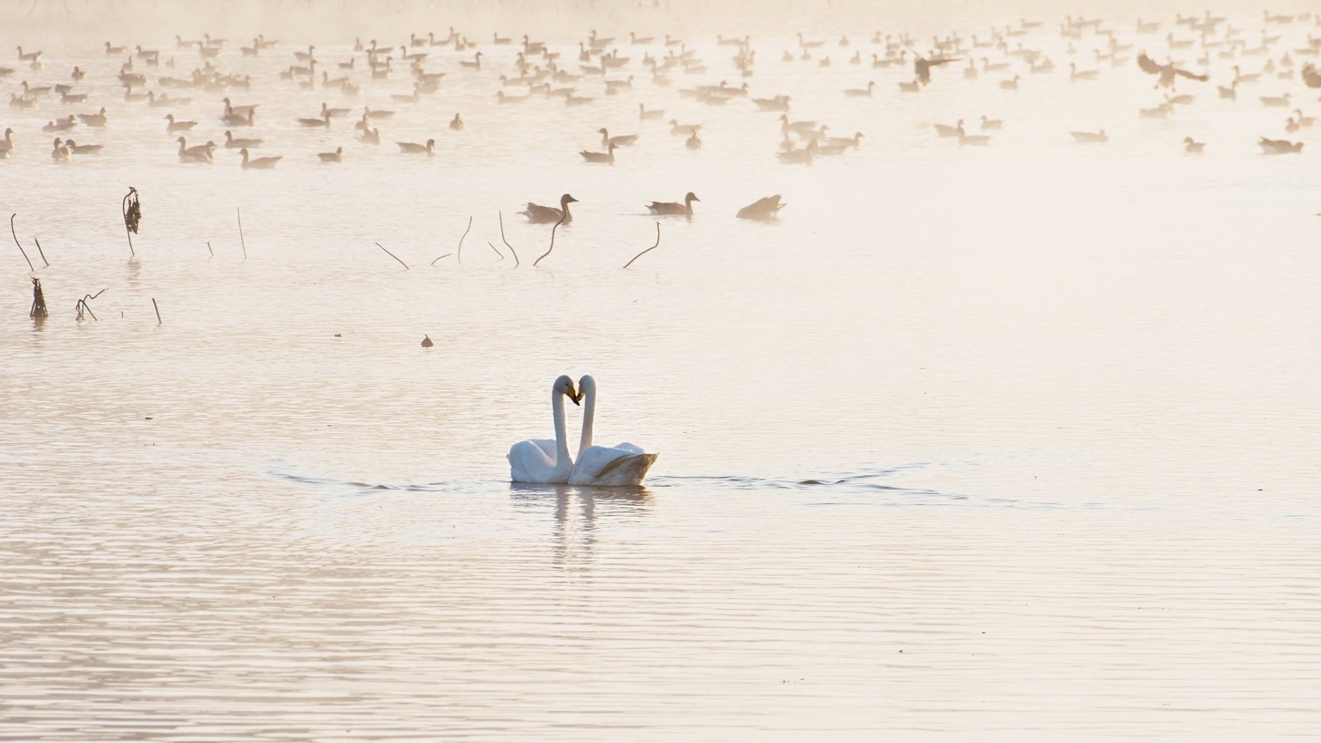 Two whooper swans form a heart shape with their necks on a serene water surface, surrounded by numerous distant birds, captured in a vivid HD desktop wallpaper.