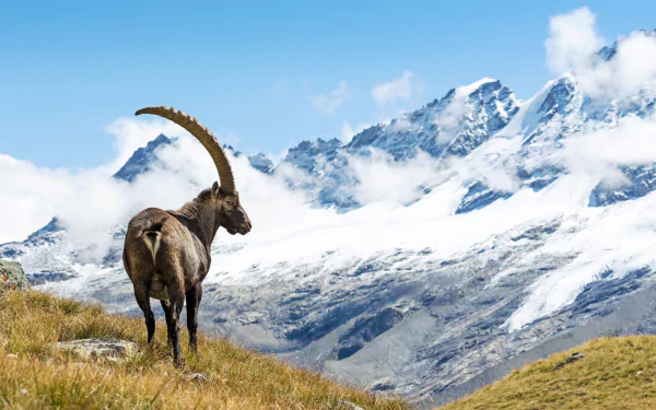 mountain Animal alpine ibex HD Desktop Wallpaper | Background Image
