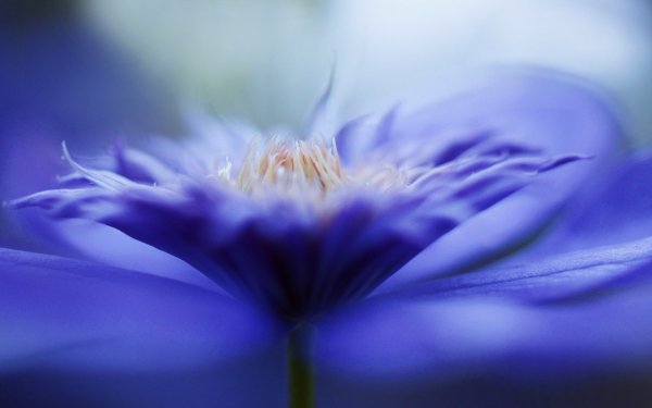 Earth Clematis Flowers Purple Flower Flower Nature Macro HD Wallpaper | Background Image