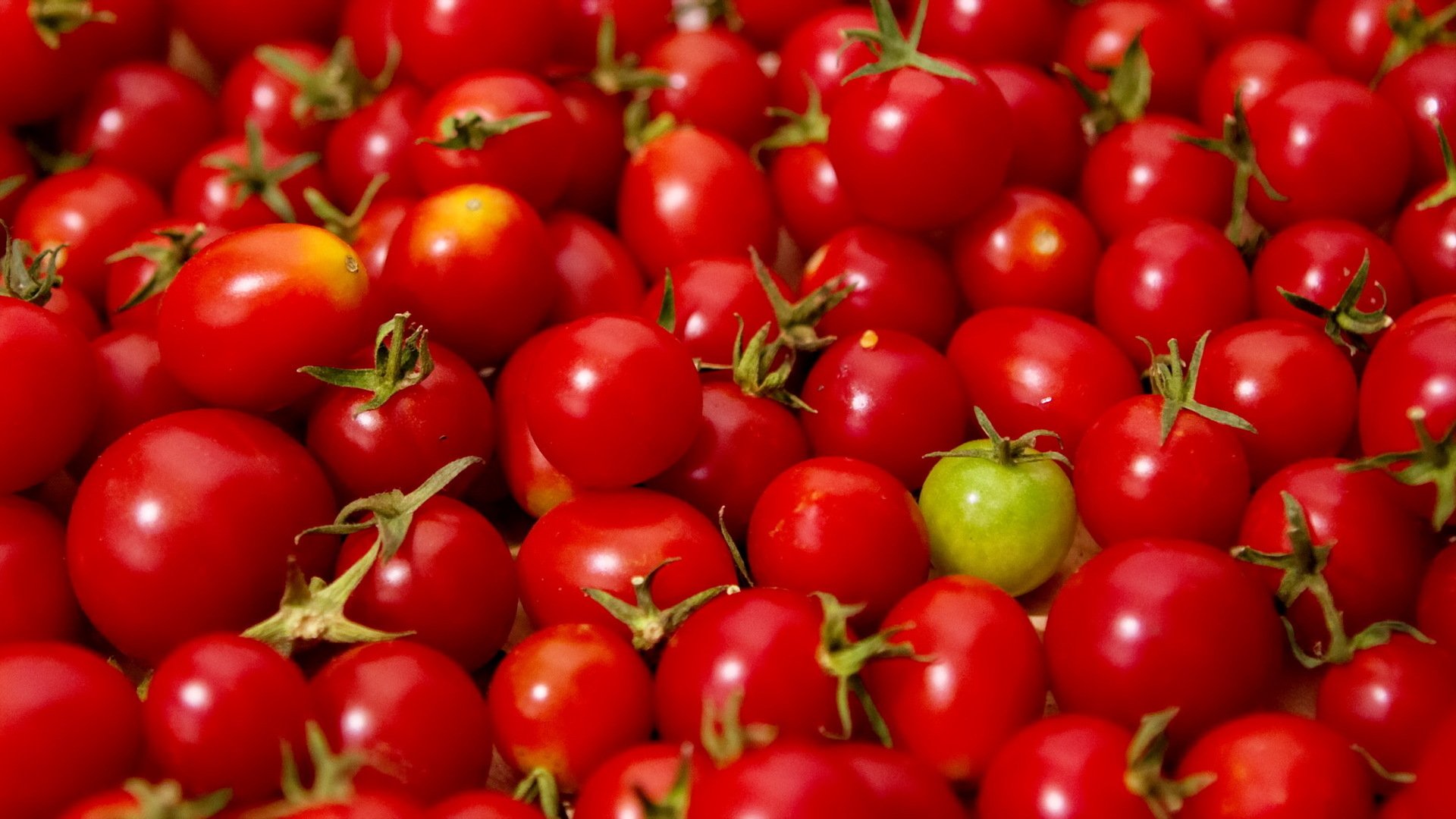 Download Red Food Tomato HD Wallpaper